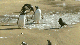How To Outplay A Penguin