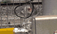 Abandoned Dog Living By A Railway Is Rescued And Adopted