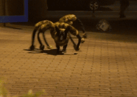 funny-gif-spider-dog-hunting