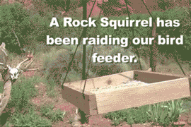 funny-gif-squirrel-bird-feeder