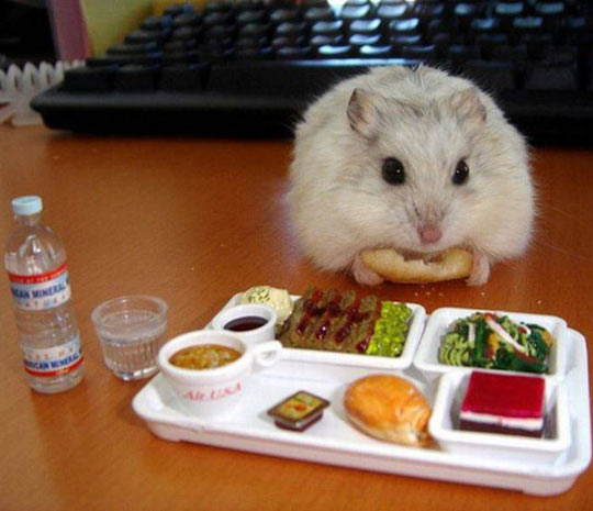 Tiny Hamster Enjoying A Tiny Nutritious Lunch