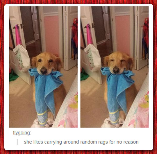 funny-happy-dog-biting-blanket