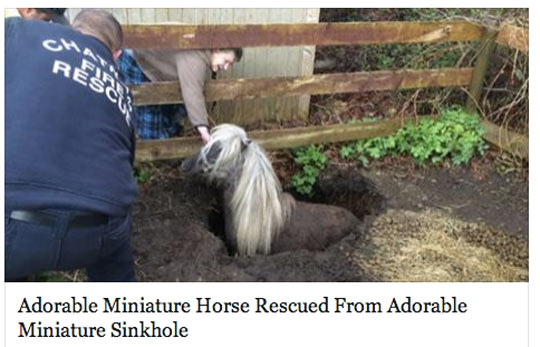 funny-horse-rescued-miniature-sinkhole