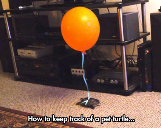 funny-pet-turtle-tied-up-balloon