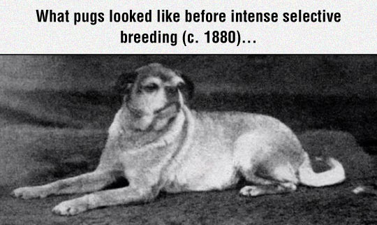 Pugs Before Selective Breeding