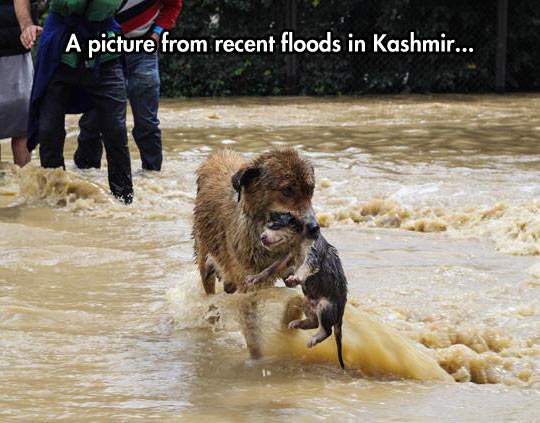 Dog And Her Puppy In A Flood