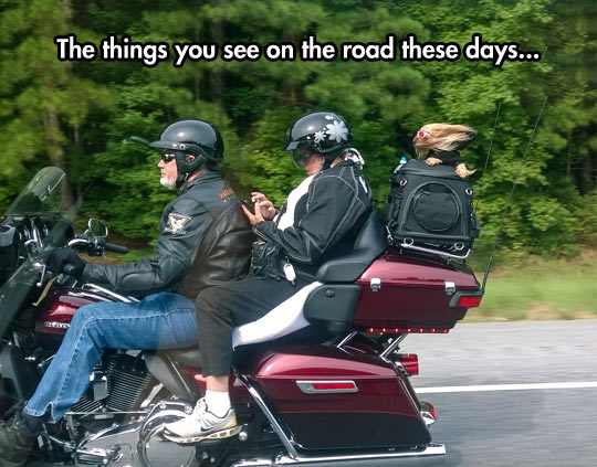 funny-road-biker-wife-puppet-dog