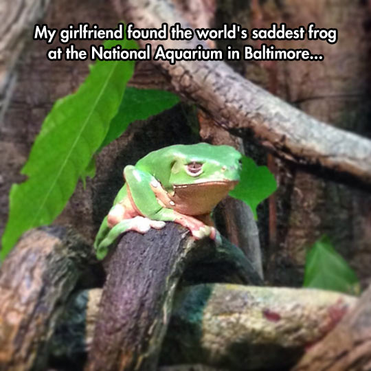 The Saddest Frog I