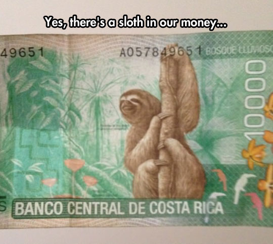 funny-sloth-money-bill-Costa-Rica