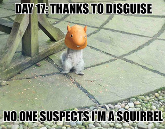 Undercover Squirrel