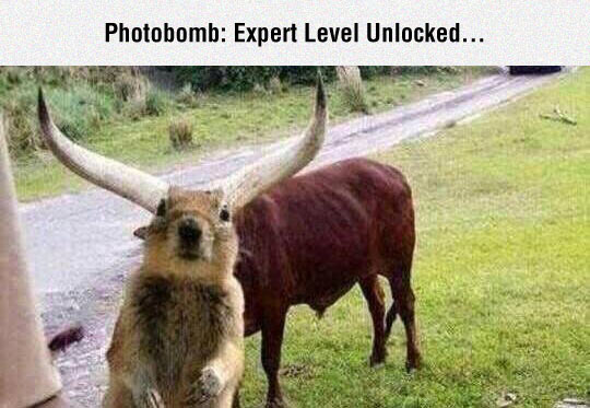 funny-squirrel-yak-path-perfect-time
