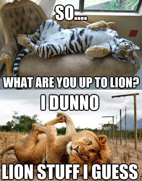 funny-tiger-lion-conversation-cute