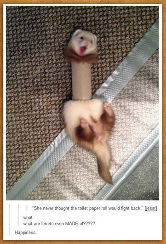 funny-toilet-paper-ferret-fight