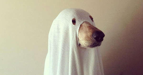 Halloween-costumes-for-pets-35