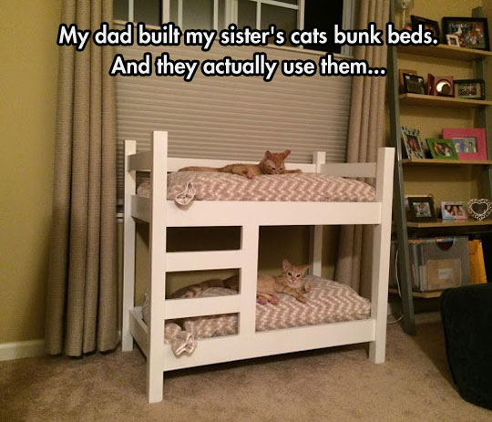 The Cutest Kitty Bunk Beds