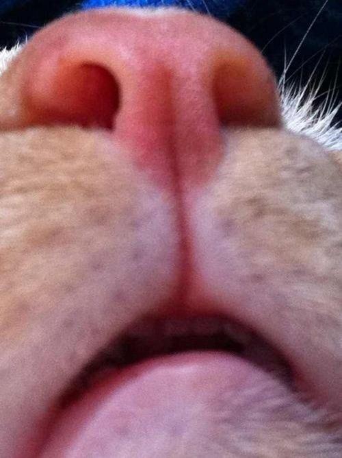cat-selfies-0