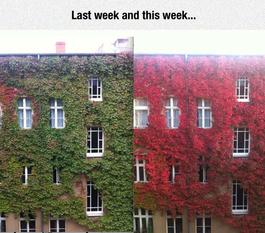 cool-building-wall-leaves-color-change