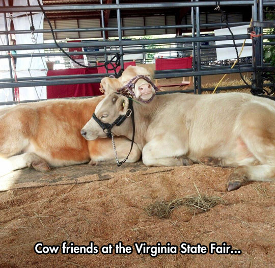 Fuzzy Cows Are Just Adorable