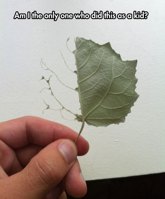 cool-leaf-peeled-branch