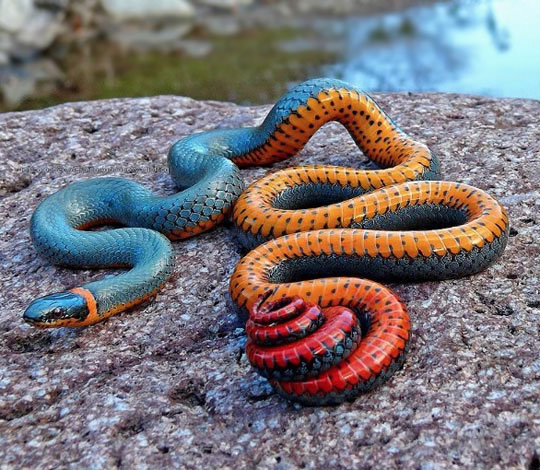 The Colors Of The Ring Snake Are Awesome