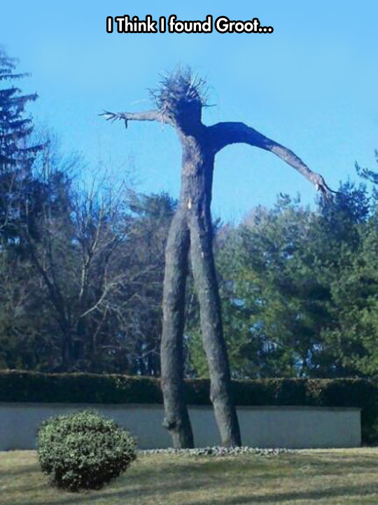 cool-tree-lookalike-person-Groot-park