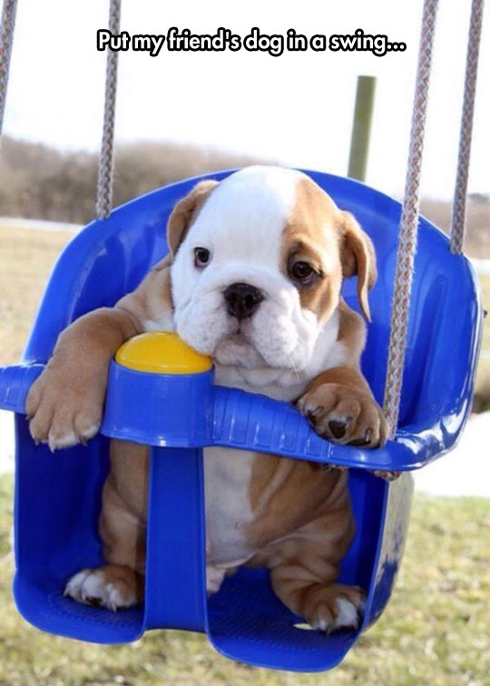 cute-dog-swing-puppy