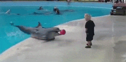 Dolphin And Kid Having Fun