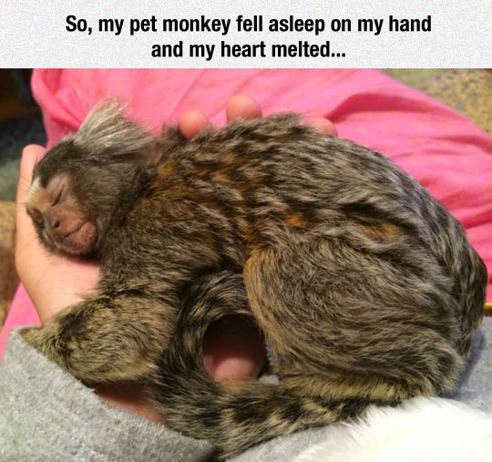 cute-monkey-sleep-hand