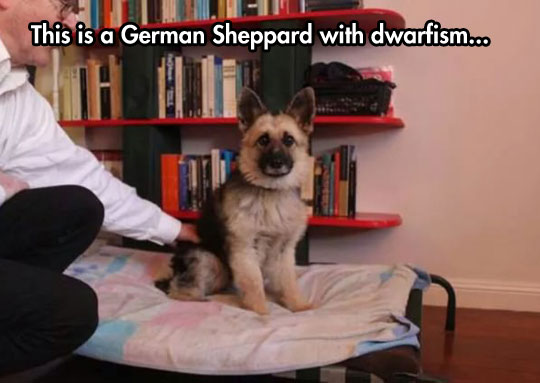 What Is This, A German Sheppard For Ants?