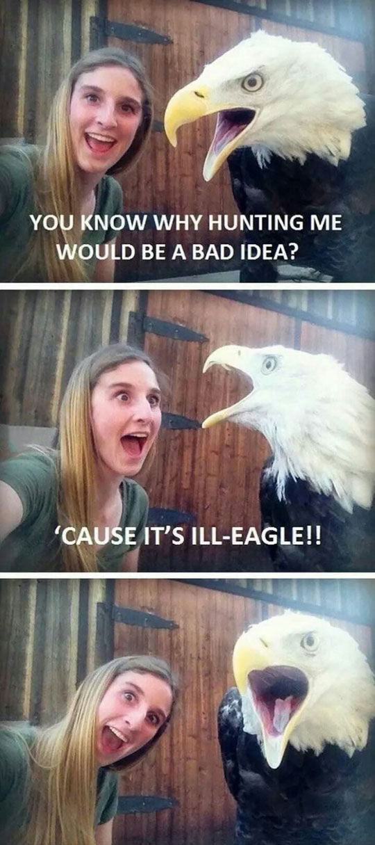 Why Hunting Eagles Is A Bad Idea
