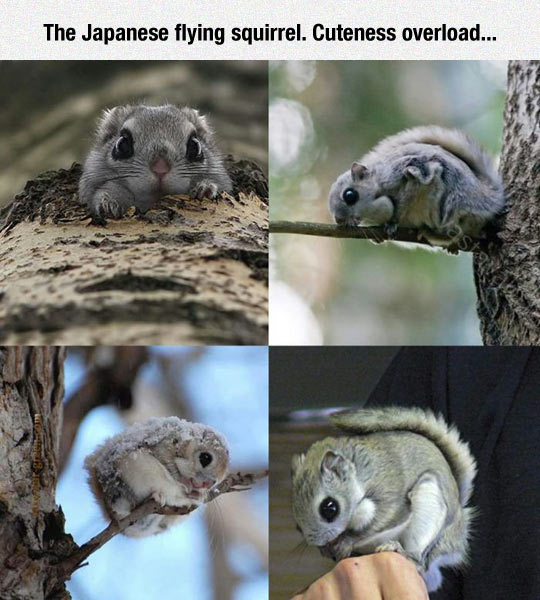 Those Big Squirrel Eyes