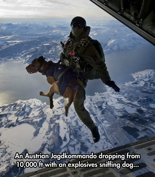 funny-airplane-jump-parachute-dog