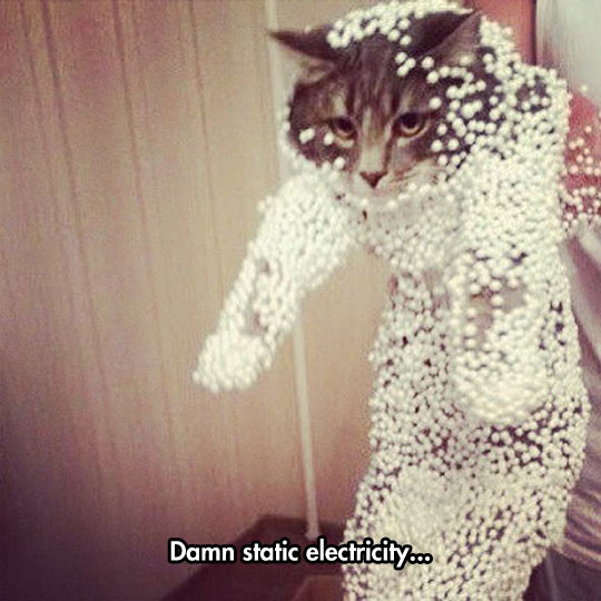 Static Electricity Vs Cat