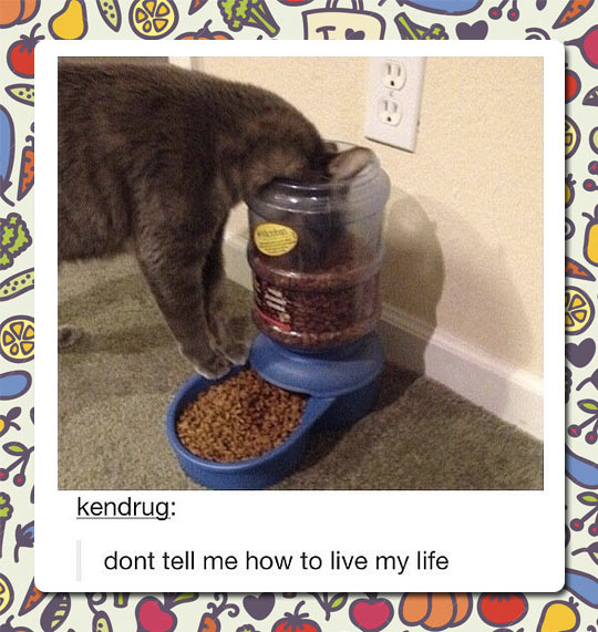 funny-cat-food-device-fail