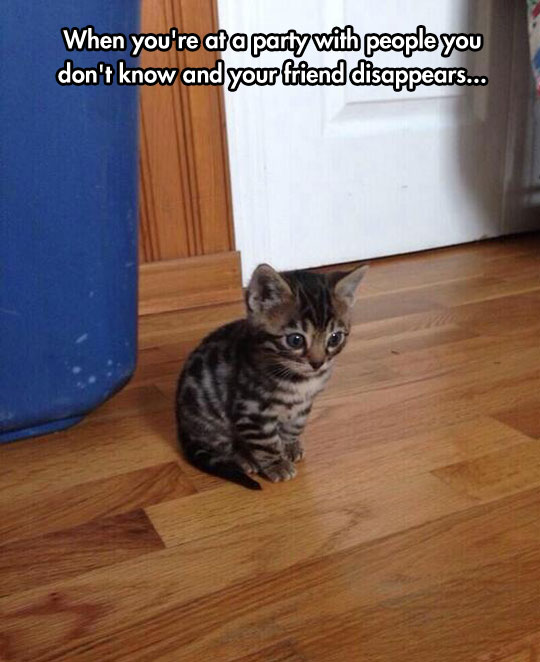 funny-cute-kitty-alone-small