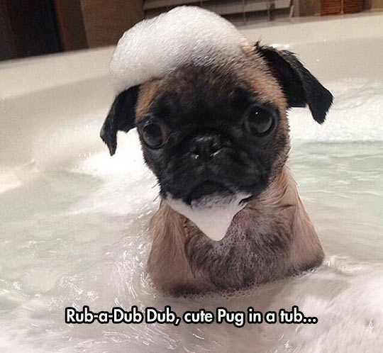 Pug With A Bubble Beard