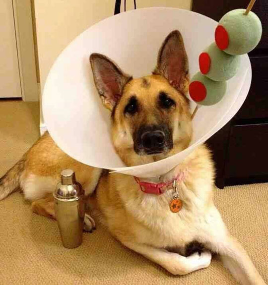 funny-dog-collar-cone-olive-costume