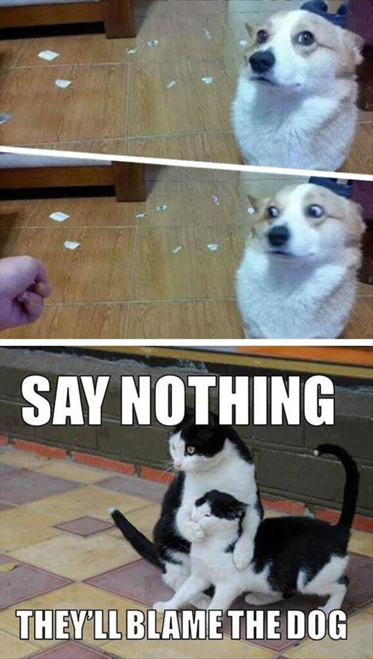 funny-dog-mess-guilty-cats