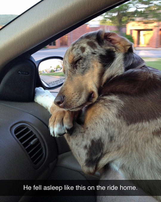 Dog Taking a Nap In The Car