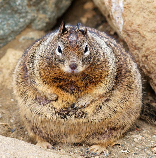 This Fat Squirrel