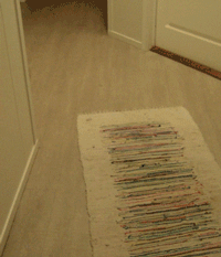 funny-gif-cat-running-hitting-wall