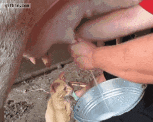 funny-gif-milking-cow-cat-drinking