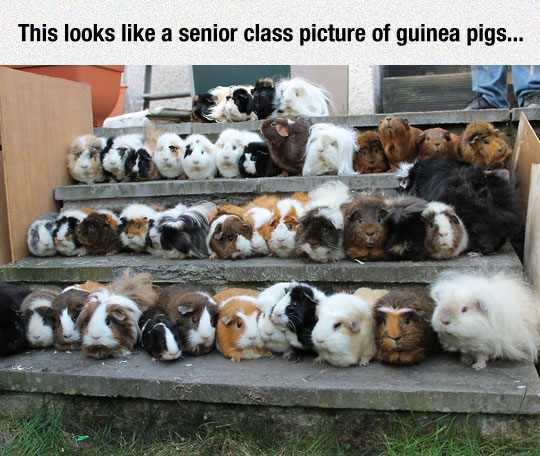 funny-guinea-pigs-stairs-farm
