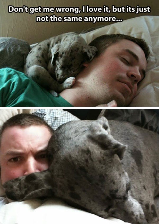 funny-man-sleeping-dog-big-now-then