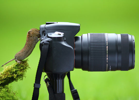 The Little Photographer