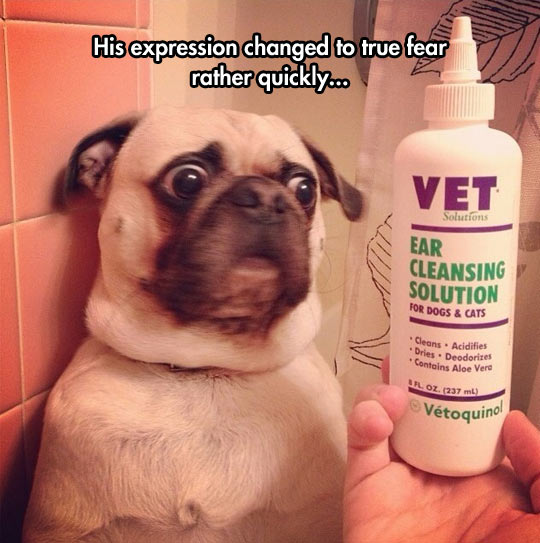 funny-pug-face-ear-cleansing-solution
