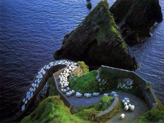 Sheep Highway In Ireland