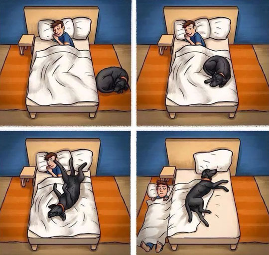 funny-sleeping-dog-cartoon-floor