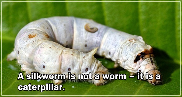 7-silkworm