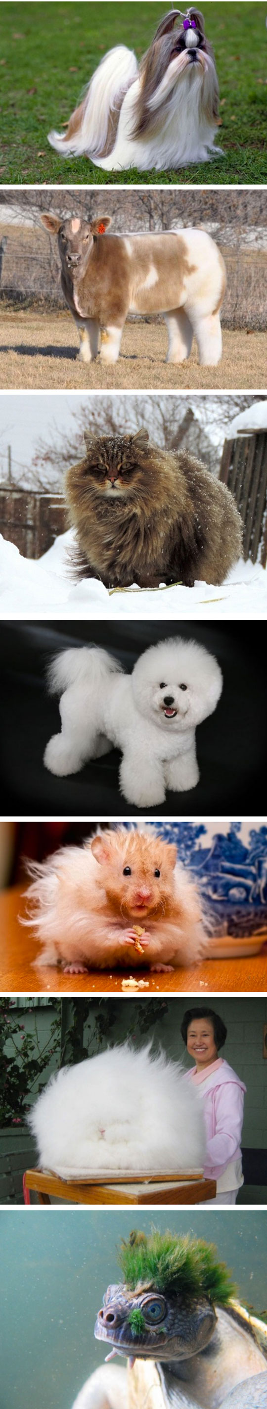 cool-cute-fluffy-dog-bunny